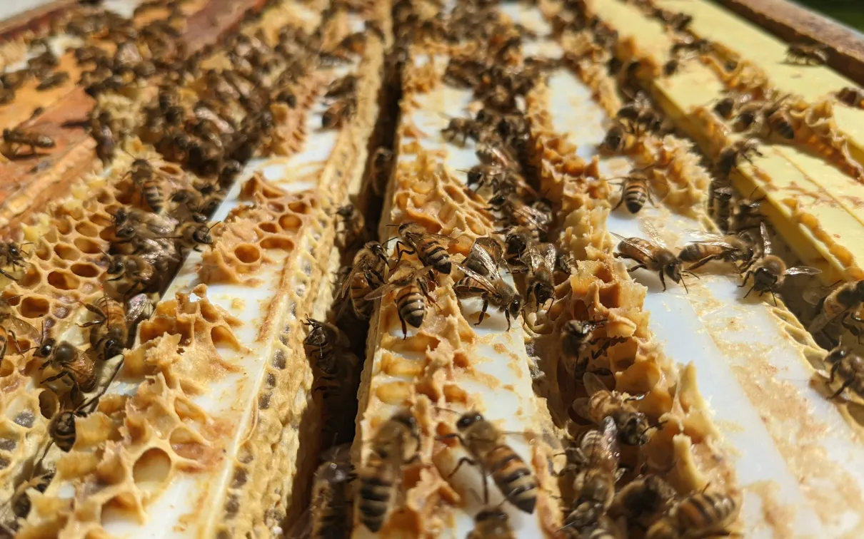 Inside the hive © HBRC
