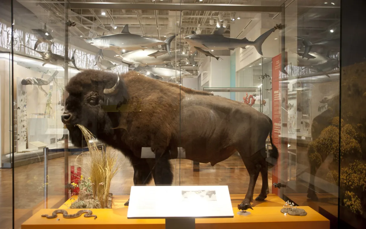 A taxidermy bison with grass in its mouth standing in a museum display case.