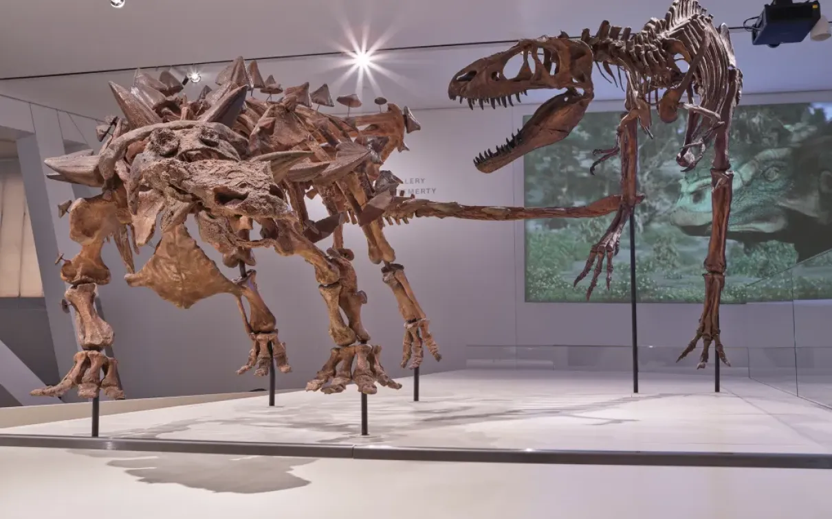 Brown fossil mounts of an armoured dinosaur defending itself against a tyrannosaur.