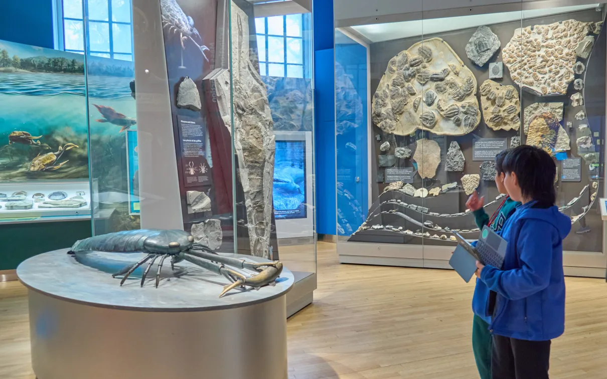 a student examines a case and model of ancient sea life