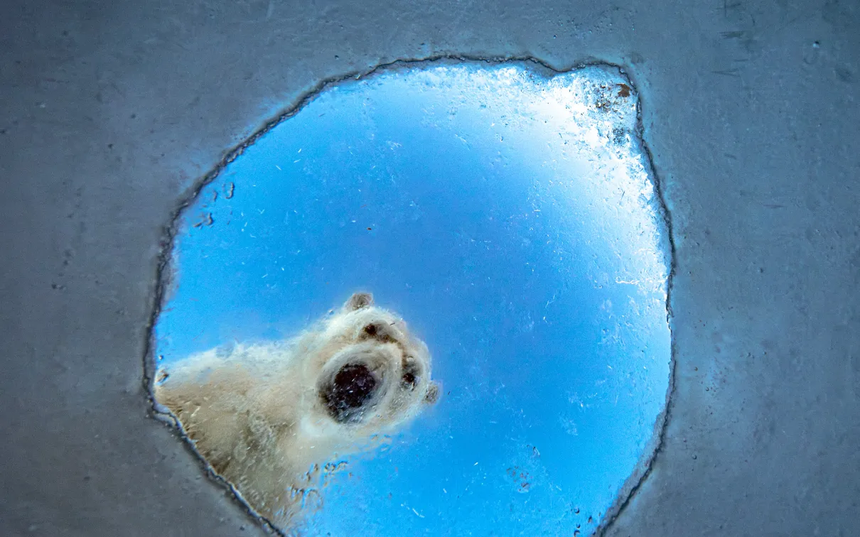 Underwater view looking up at a polar bear peering down through a hole in the ice.