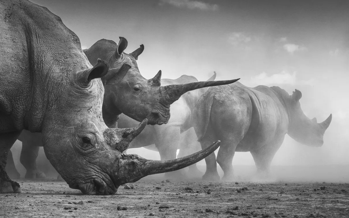 Monochromatic image, taken at ground level, of two rhinos in the foreground partially obscuring several more through a dusty background.