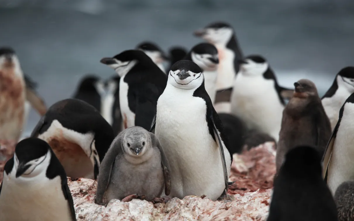 ANT-003 Antarctica Chinstrap Penguins Elephant Island Liam Quinn Wikimedia Commons CC BY-SA 2.0 Creative Commons Attribution-Share Alike 2.0 Generic 2011