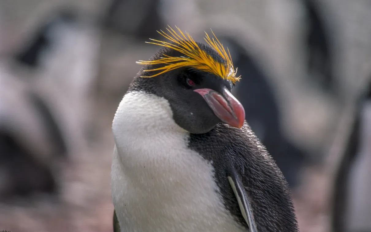 ANT-004 Antarctica Macaroni Penguin Jerzy Strzelecki Wikimedia Commons CC BY 3.0 Creative Commons Attribution 3.0 Unported 2007