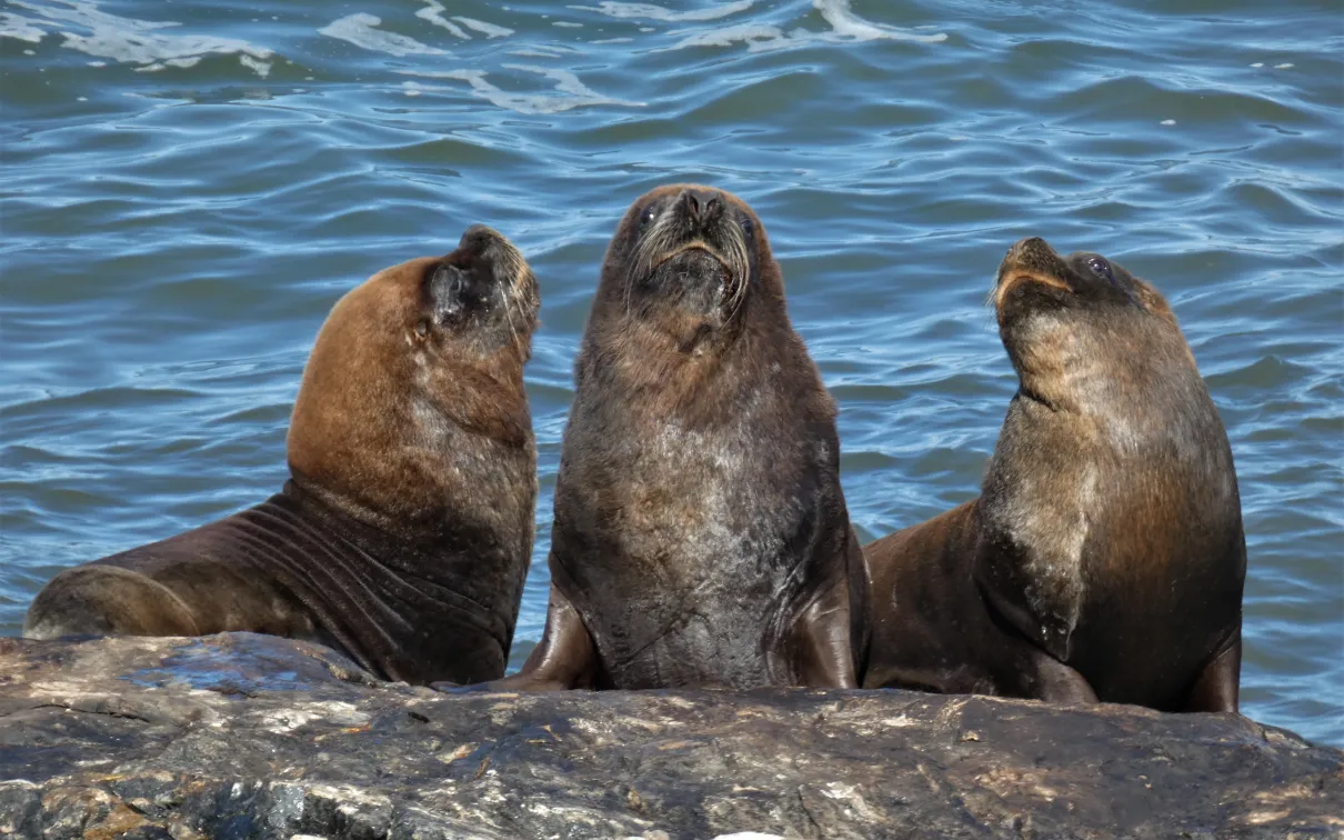 ANT-005 Antarctica South American Sea Lion Enrique González Wikimedia Commons CC CY 4.0  Creative Commons Attribution 4.0 International 2022