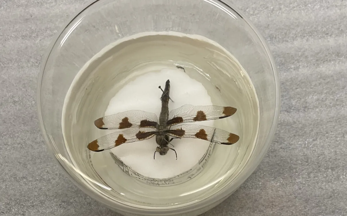 A dragonfly pinned in a container with a clear lid. Resting on a white mat