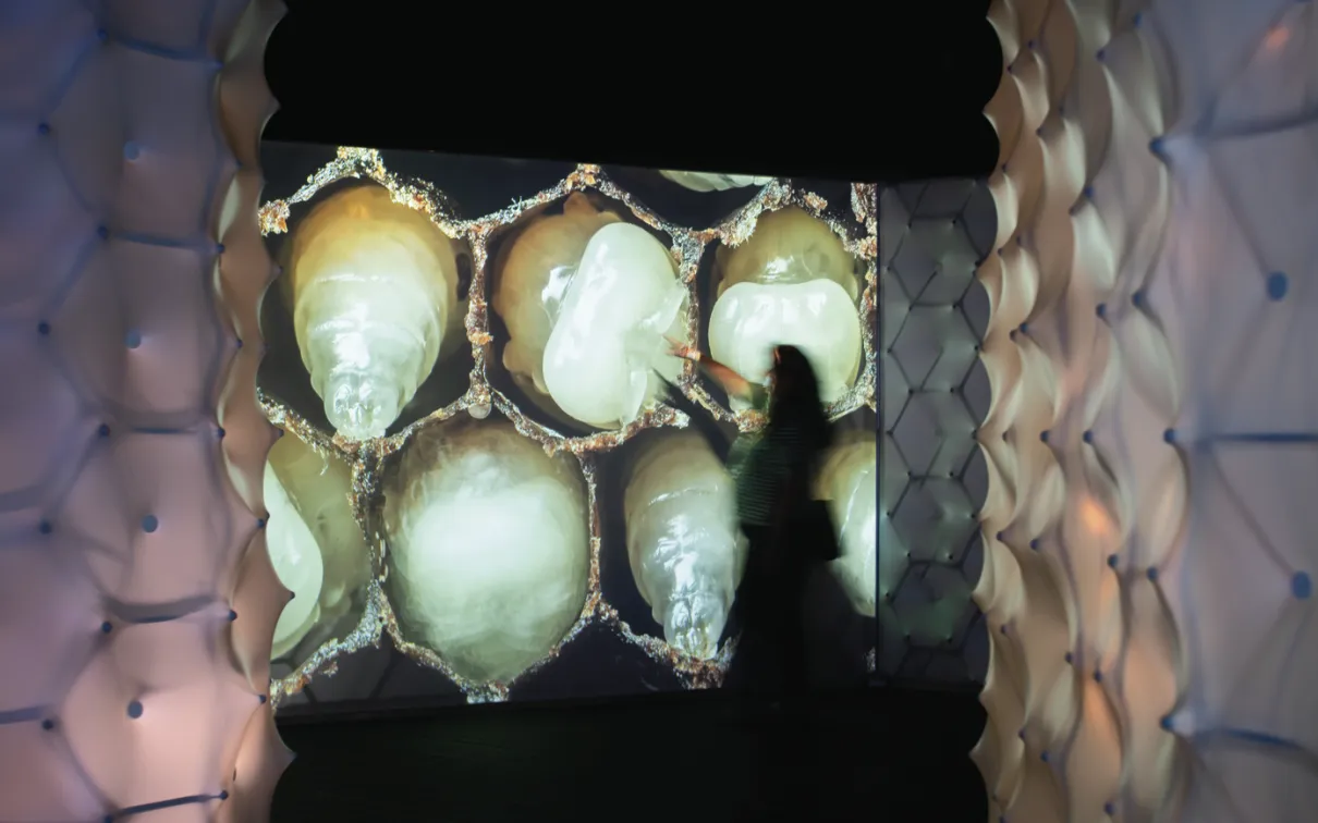Visitor inside the exhibition BEES: A Story of Survival.