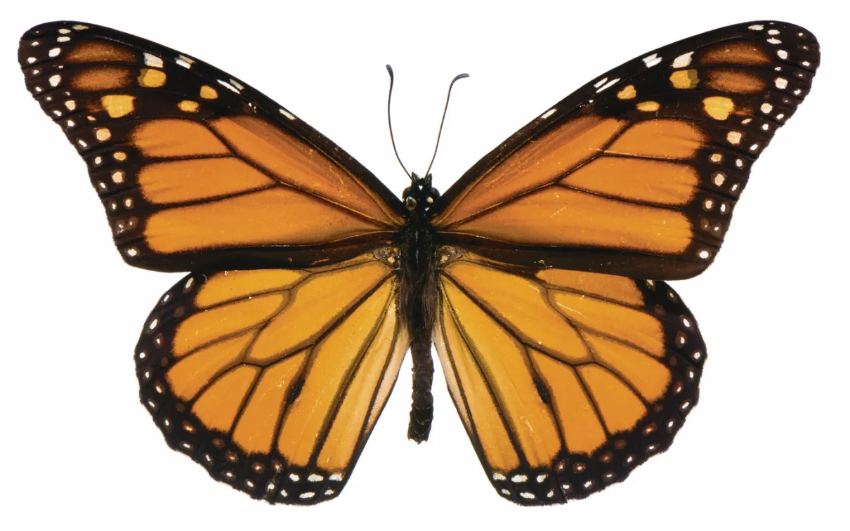 Monarch butterfly with orange and black wings edged with white spots, shown with wings fully spread against a plain background.