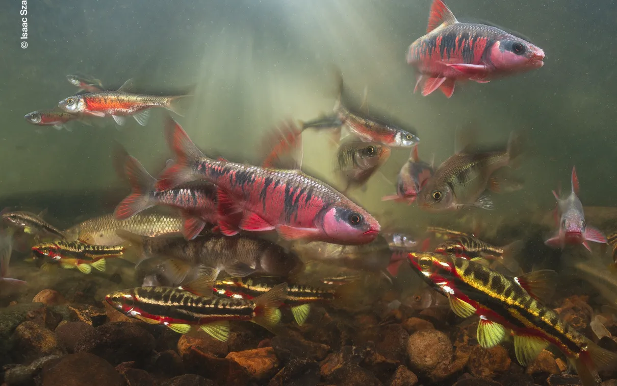 Underwater view capturing a vibrant flurry of spawning red, striped minnows.