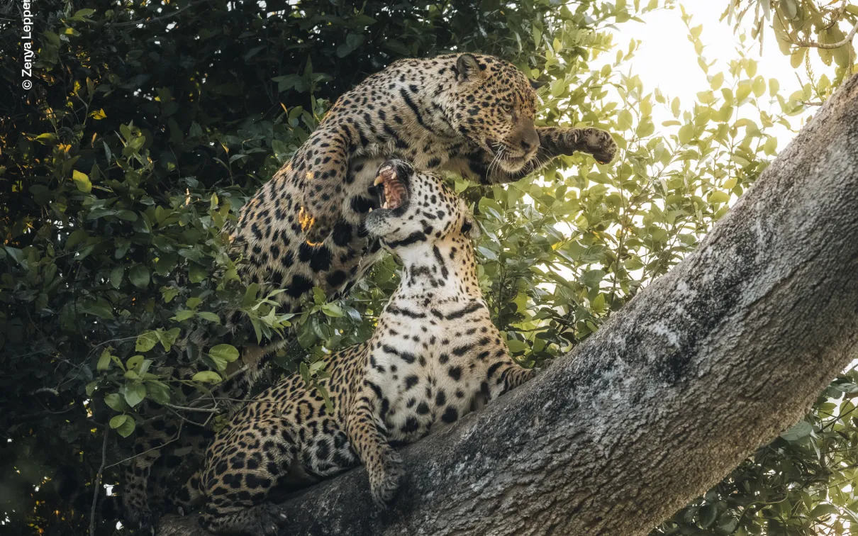 Two spotted jaguars jostle for position on a large, horizontal tree branch.