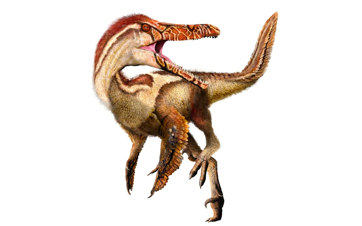 Austroraptor cabazai illustration by Julius Csotonyi