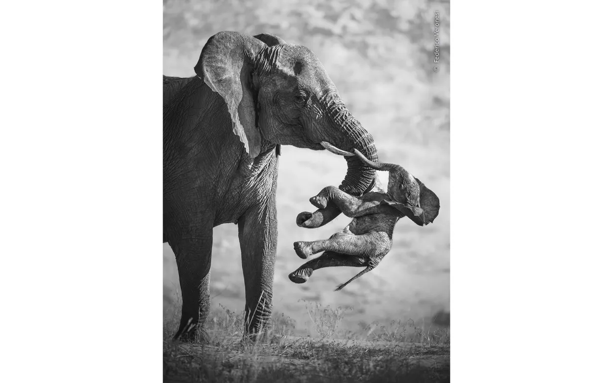 mourning elephant with calf
