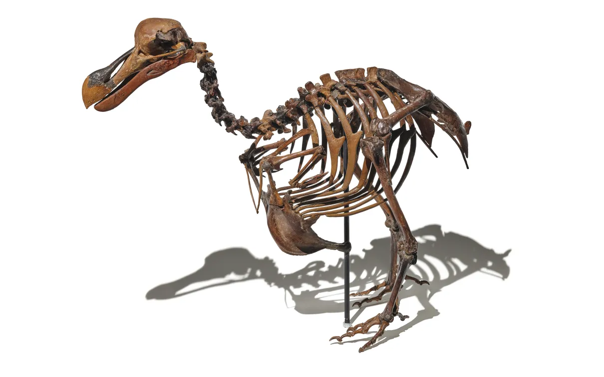 Dodo skeleton 
