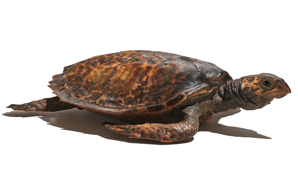 Hawksbill sea turtle 