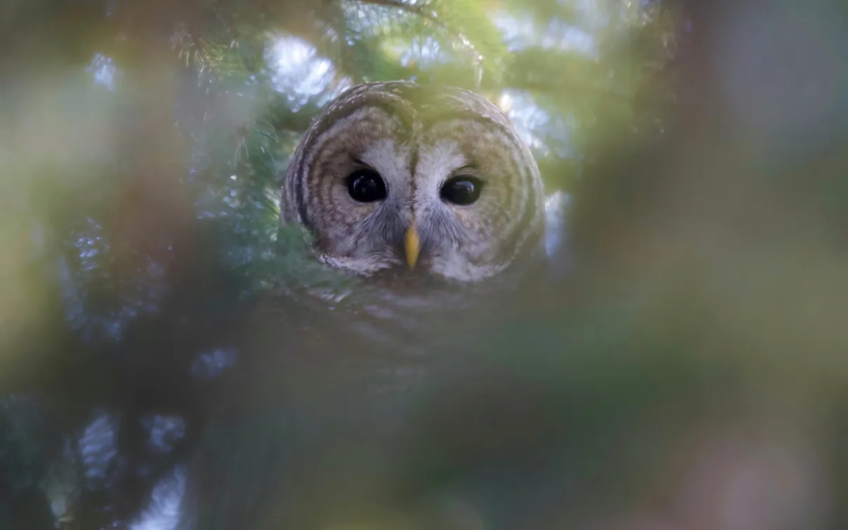 An owl peeks out from behind the branches of a tree.