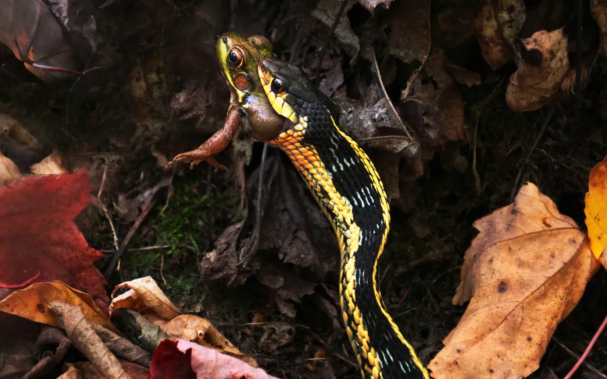 A brightly patterned snake swallowing a green‑brown frog on a leaf‑covered forest floor.