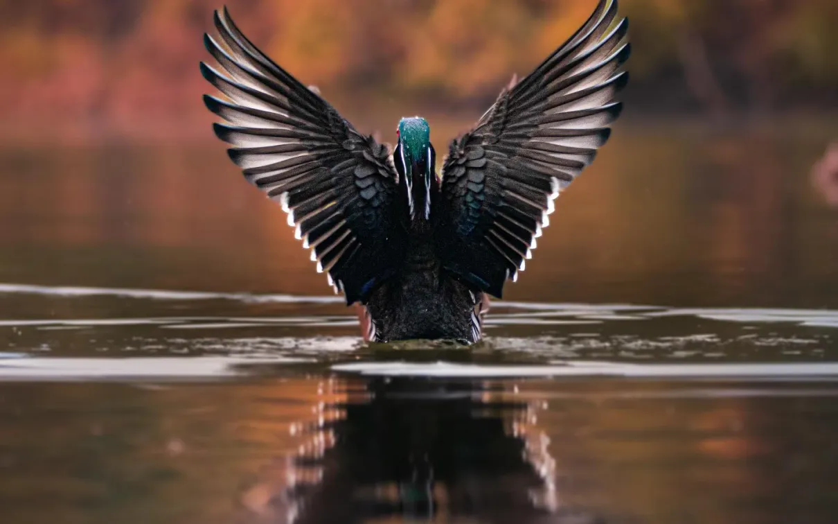 A black bird spreads its wings above the water, creating a reflection against a warm autumn backdrop.
