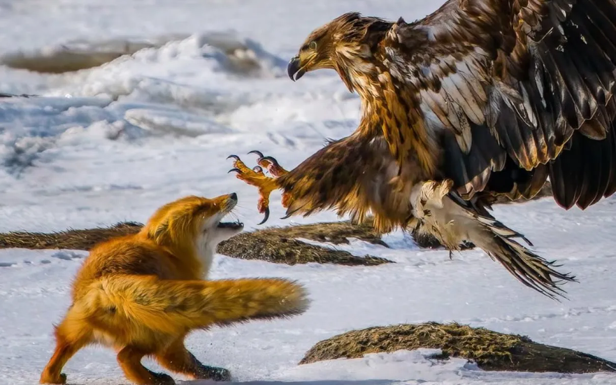 A red fox bares its teeth at a white-tailed sea eagle with outstretched wings on a snowy shoreline.