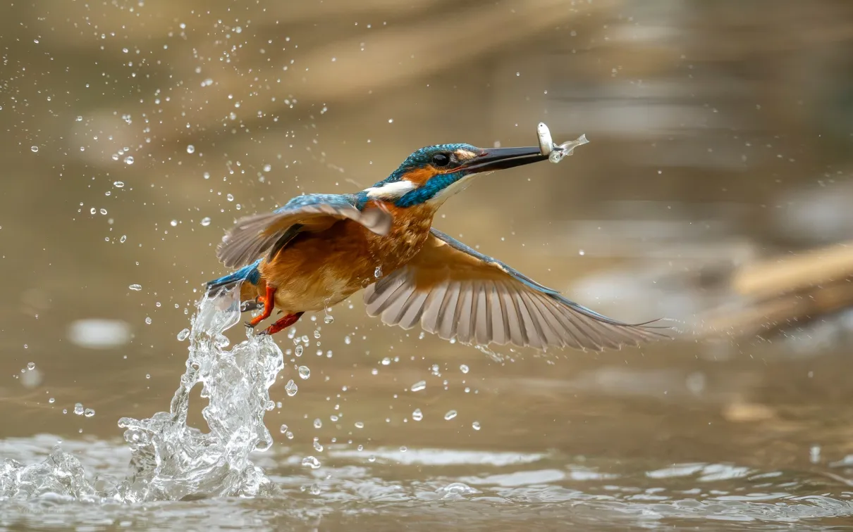 A bird flies close to the water having caught a fish in its mouth.