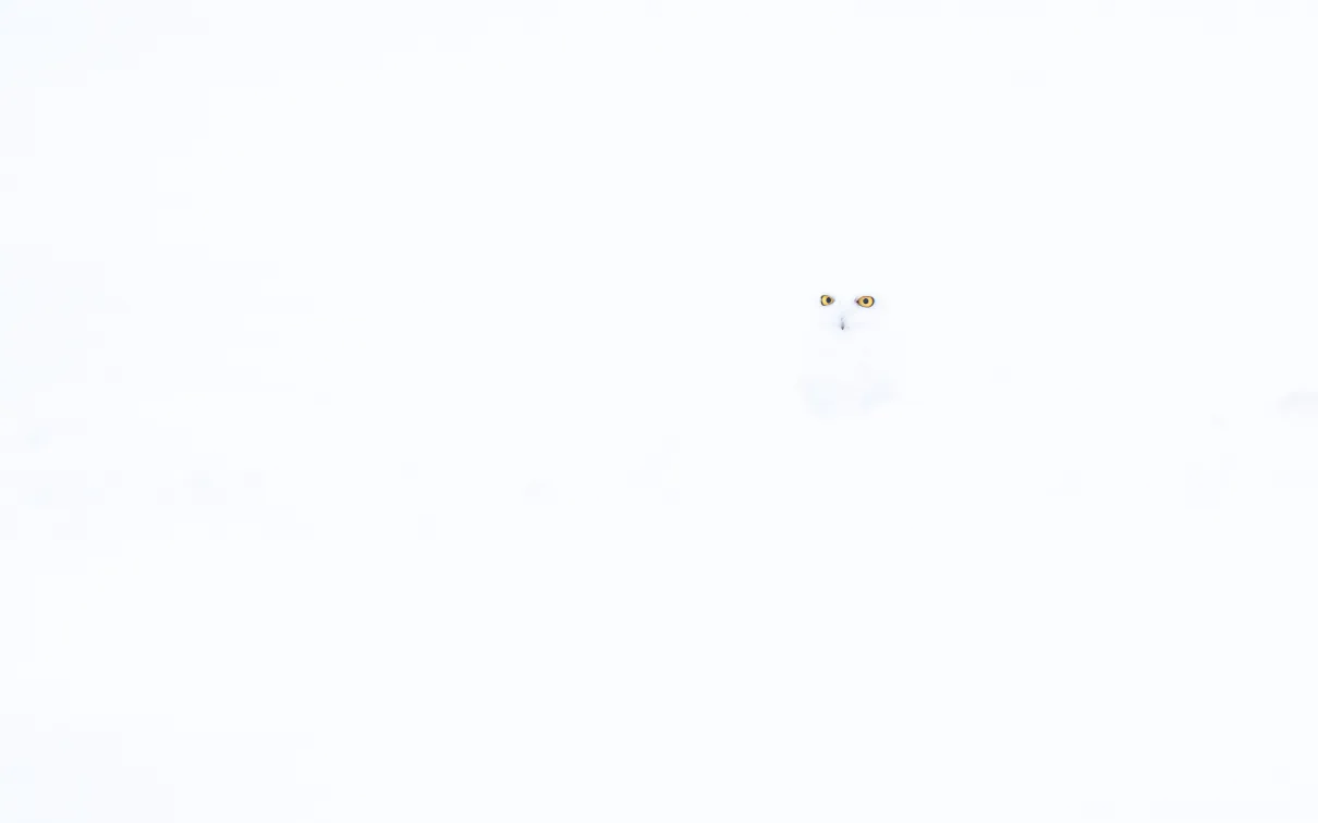 A snowy owl blends into a white landscape, its yellow eyes the only vivid detail against the snow.