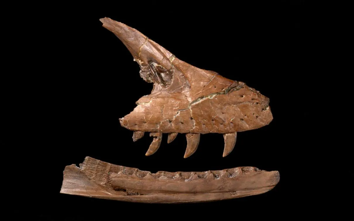An upper jaw with sharp, curved teeth positioned over a lower jaw