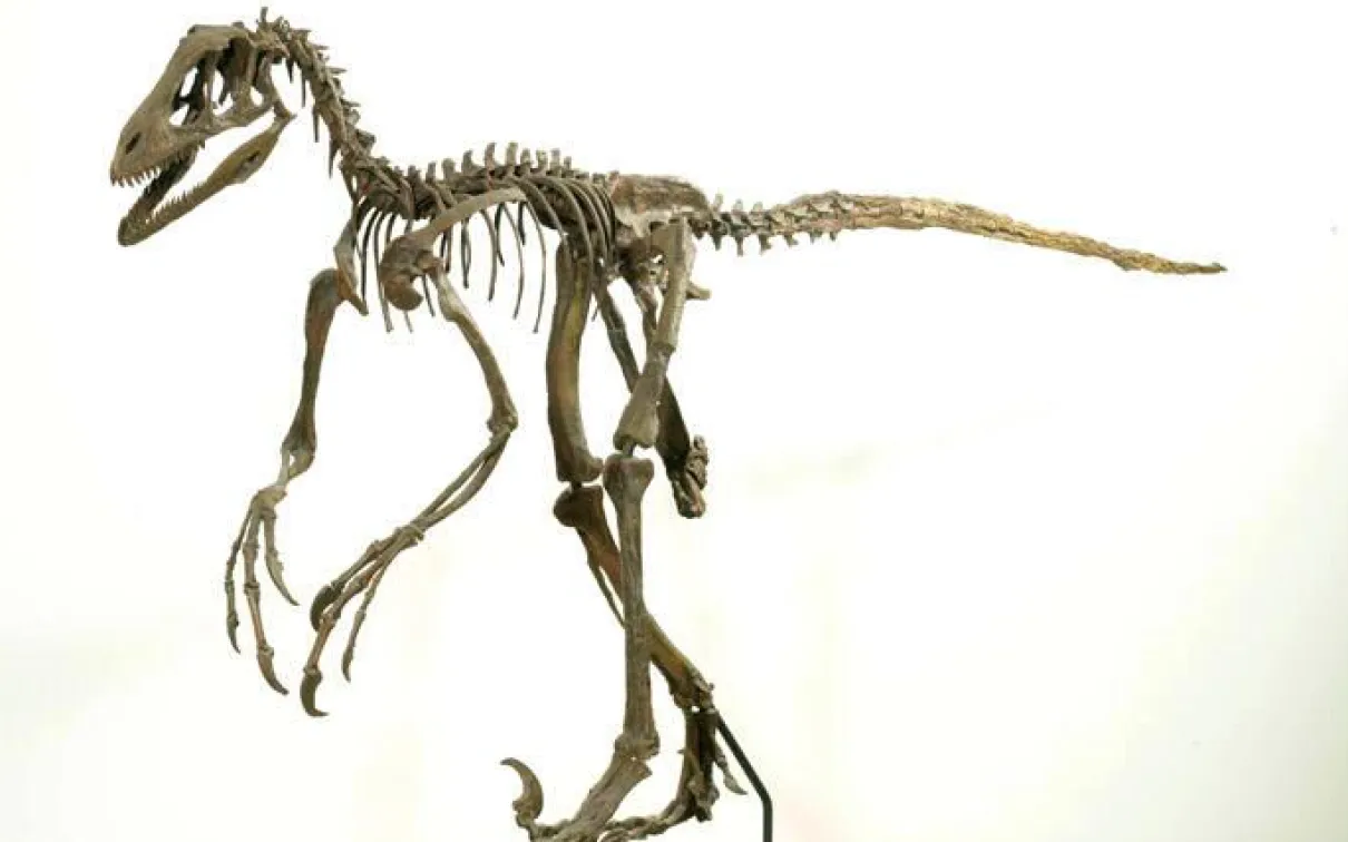 A fossil skeleton of a dinosaur with distinctive sharp curved claws held up over the rear feet