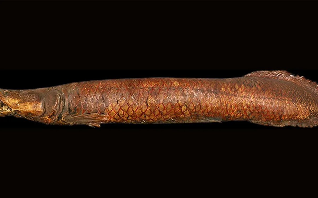 200-year-old, two-metre dried and stuffed Arapaima specimen