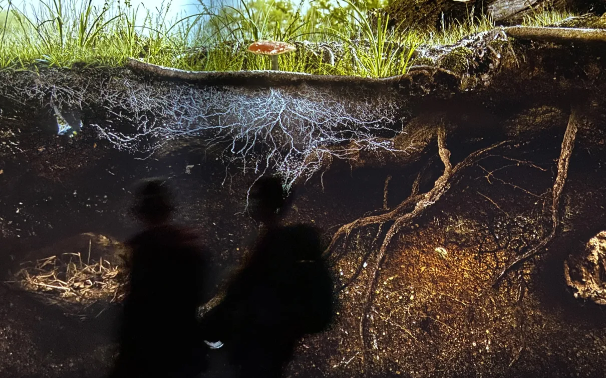 People in front of a screen that shows an underground view of roots growing in the land.