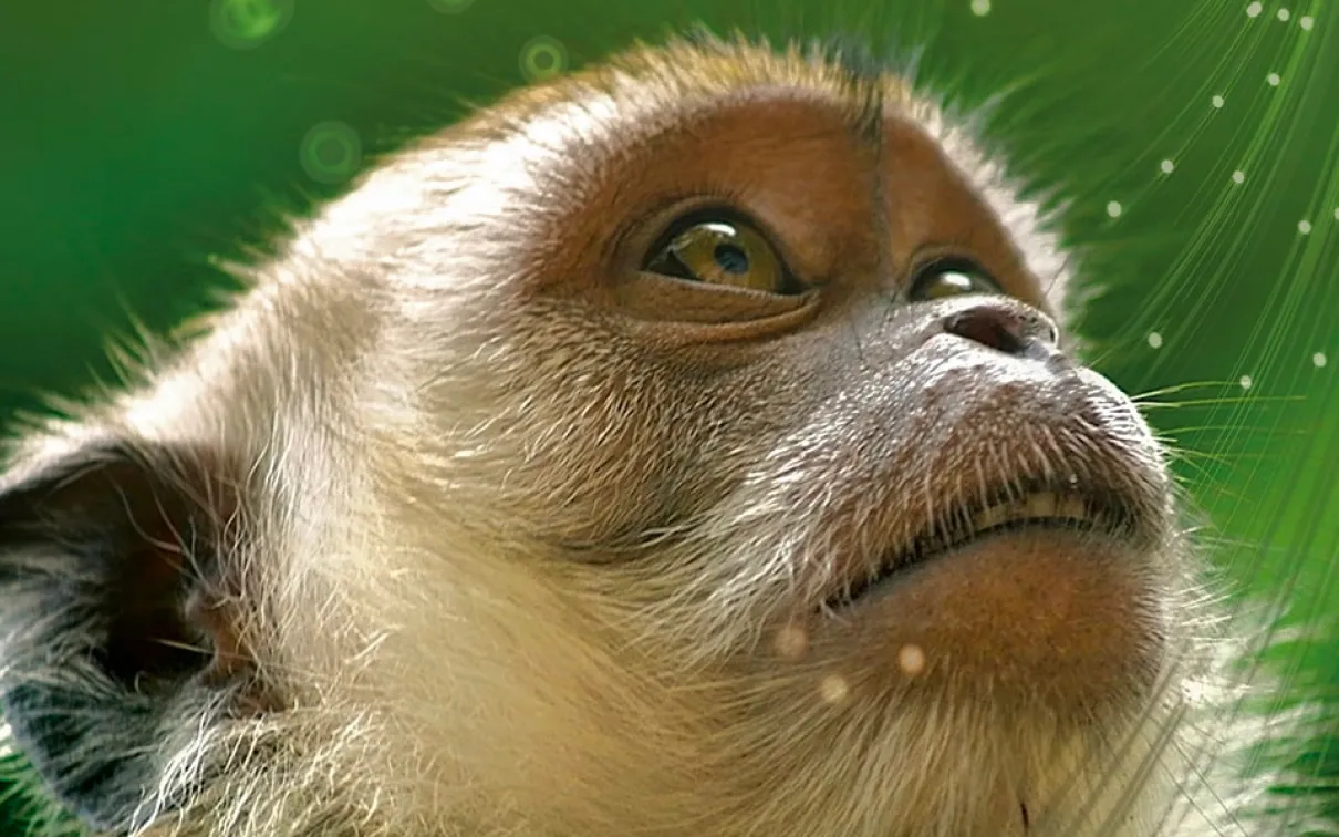 Monkey on book cover
