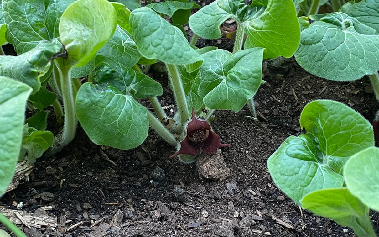 Plantes à feuilles vertes poussant au ras du sol.