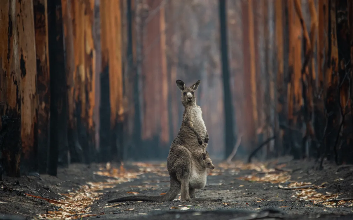 An eastern grey kangaroo and her joey who survived the forest fires in Mallacoota
