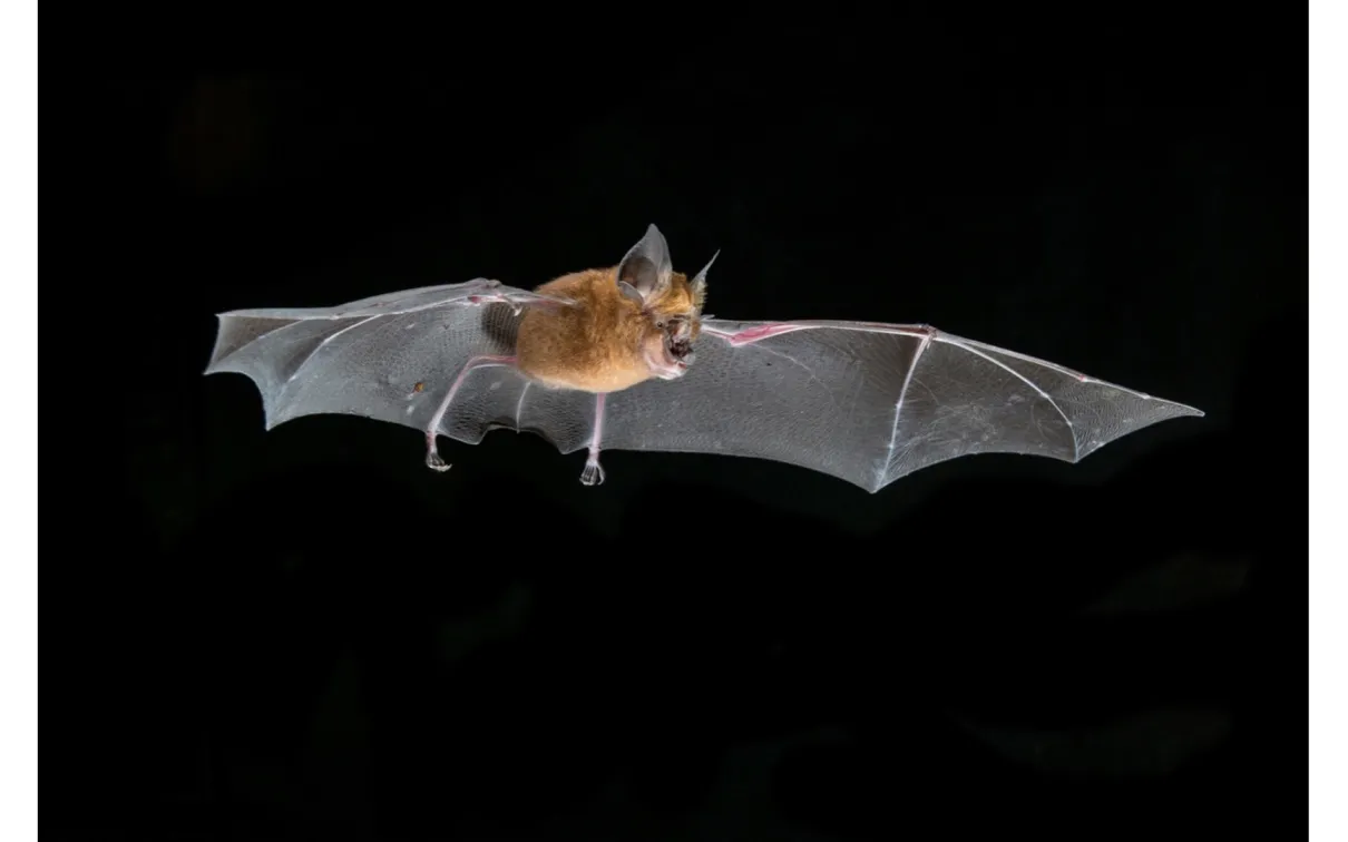 A flying horseshoe bat.