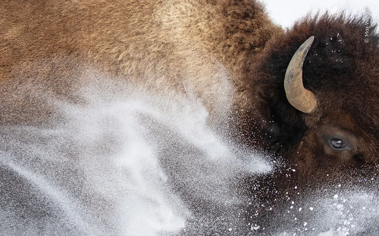 American bison seen through a spray of snow.