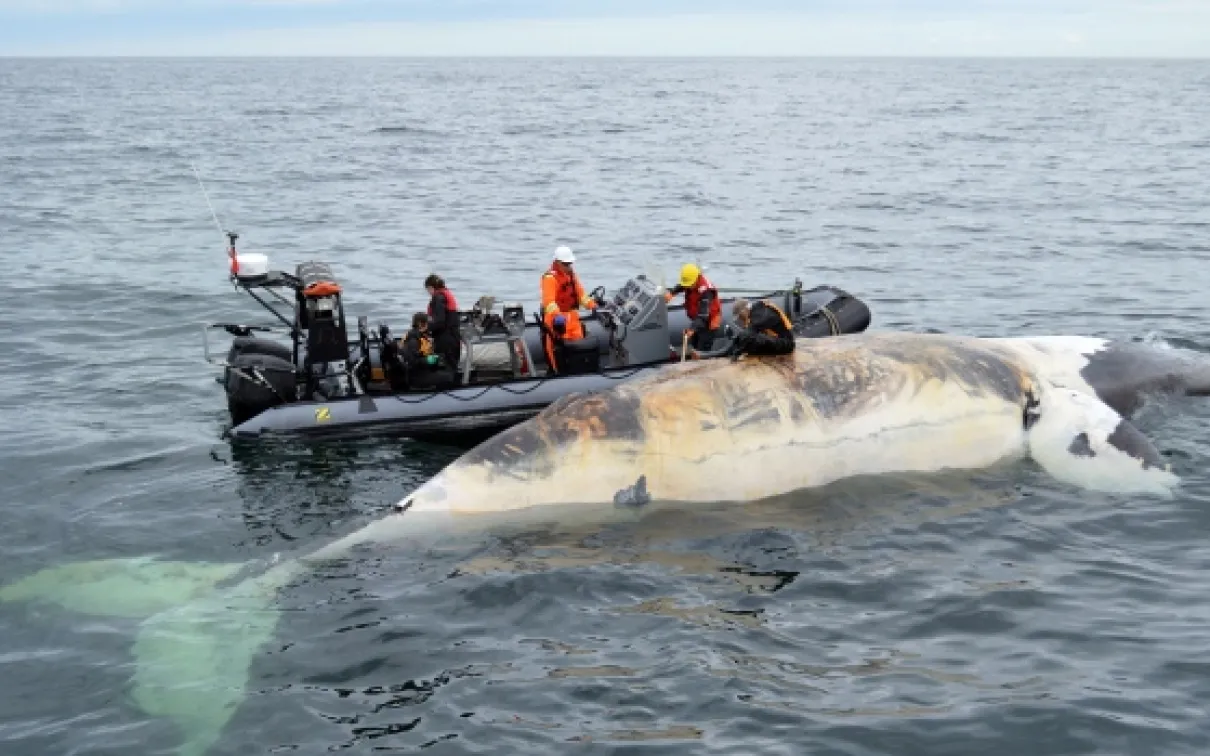 La carcasse d'une baleine noire flottant dans l'océan, des chercheurs à bord d'un grand canot pneumatique
