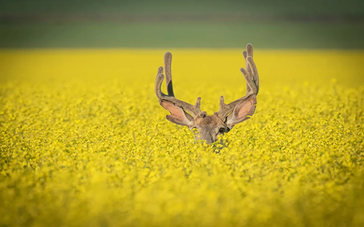 Hiding (c) Yaron Eini
