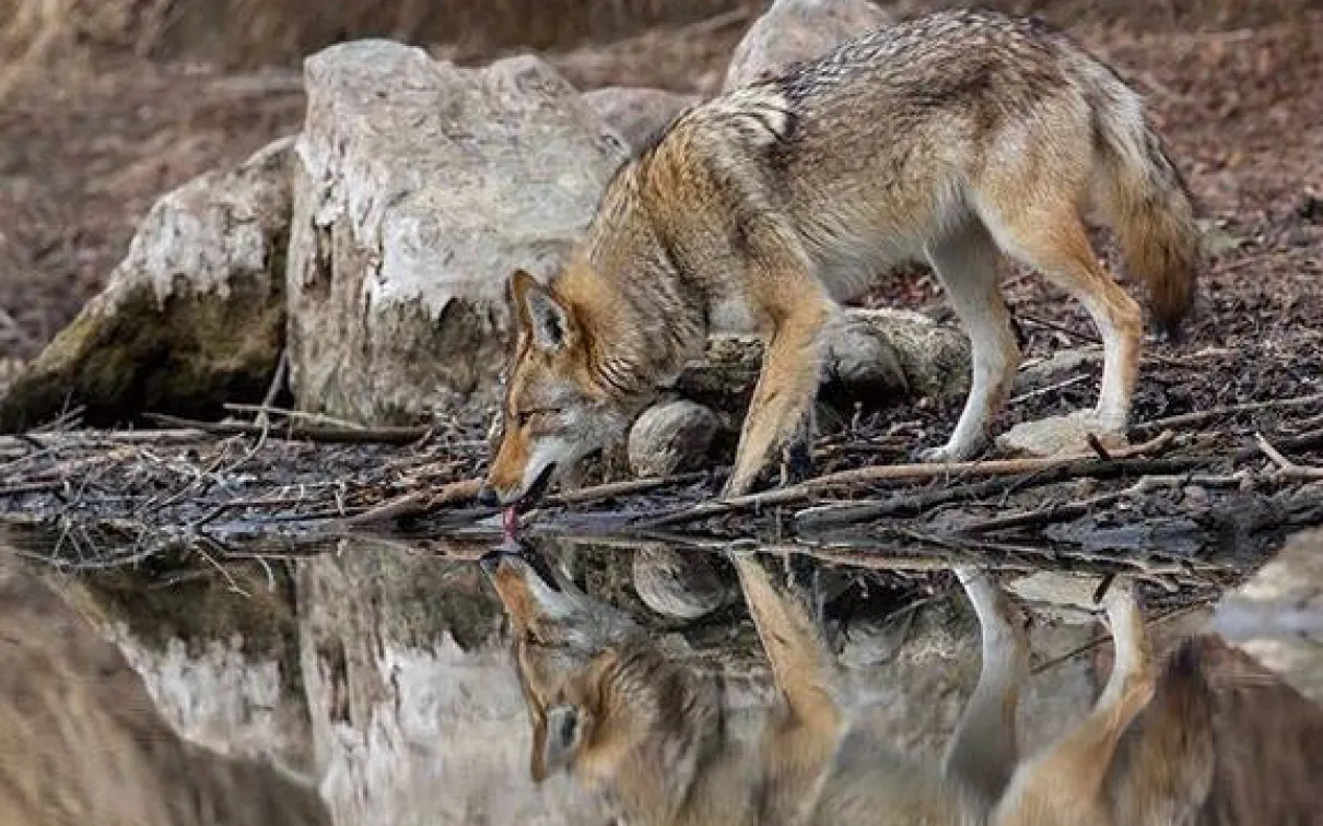 winning photo of the ROM Wildlife Photographer of the Year Photo Contest - a coyote drinks from a stream in Toronto, photo by Steven Rose
