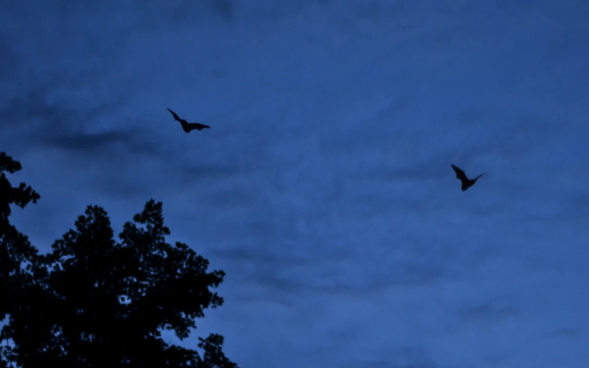 two little brown bats fly in a twilit sky over Rouge Park during the 2012 Ontario BioBlitz. Photo by Stacey Lee Kerr