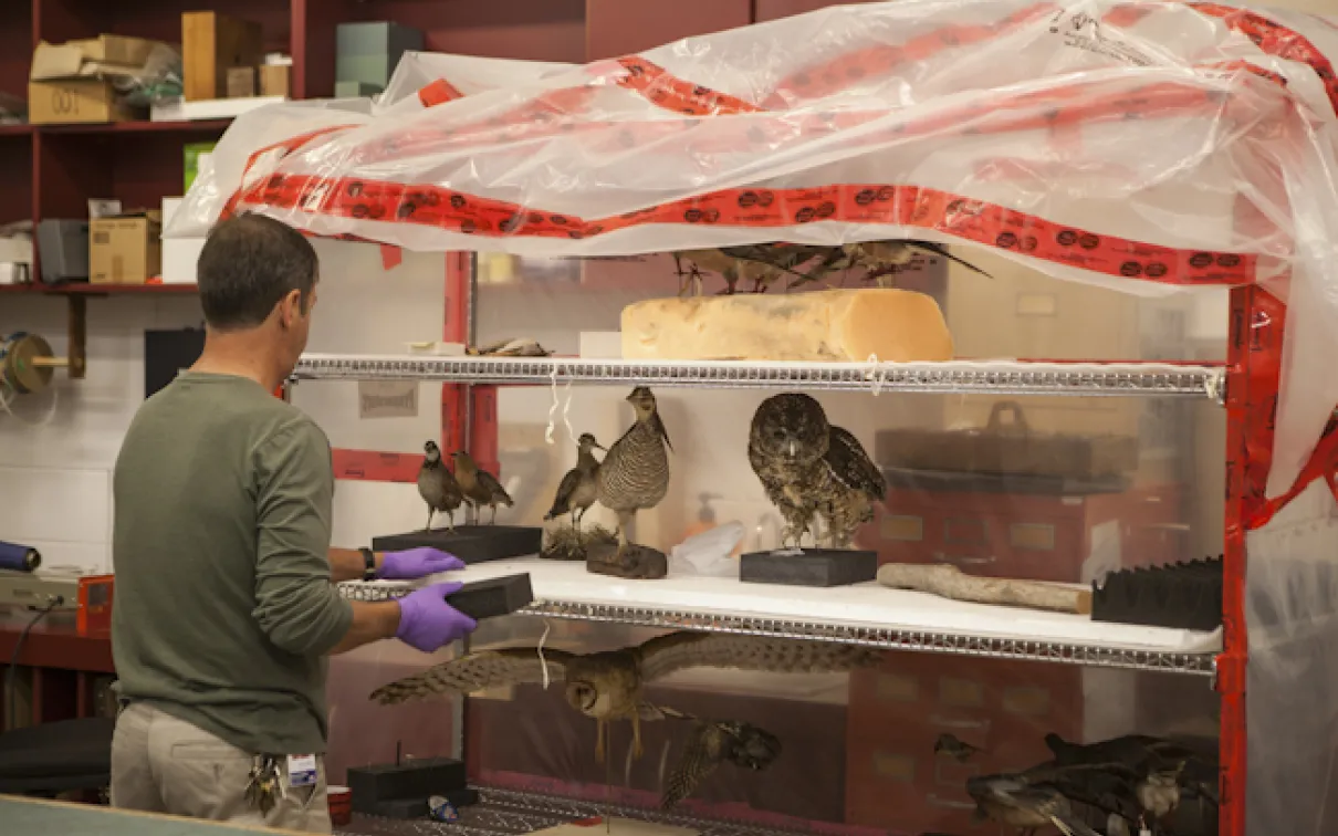 Un préparateur de musée recueille les espèces en péril qui seront ajoutées à l'exposition "Empty Skies" sur la tourte voyageuse.
