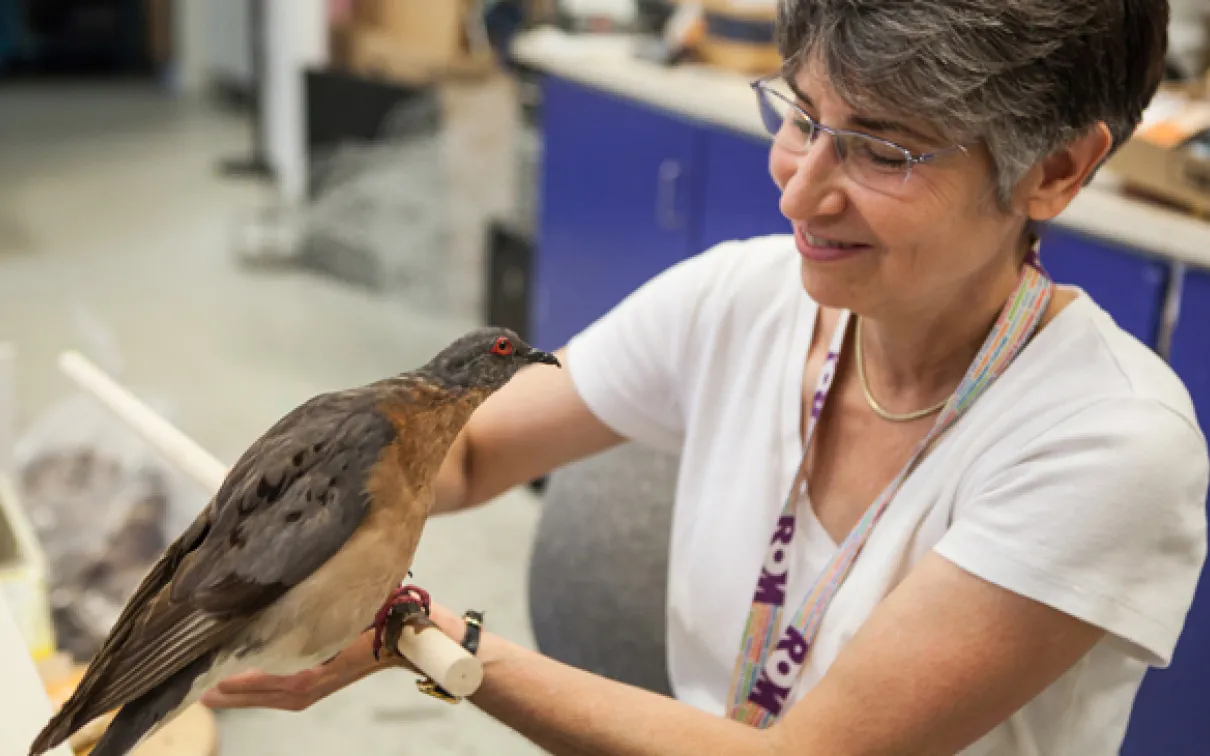 ROM Artist Georgia Guenther gives a passenger pigeon mount a final check before installing it into the exhibit
