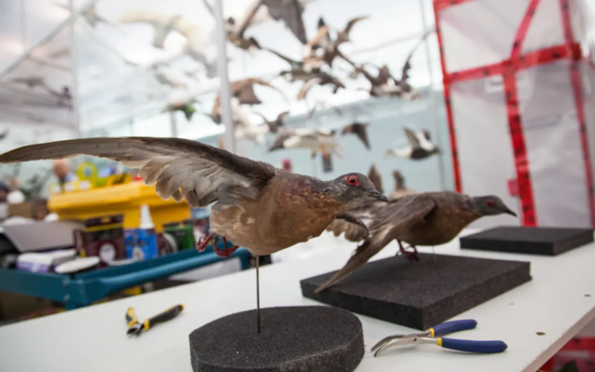 Stuffed passenger pigeons from the ROM collections sit on a table in the Gallery of Birds waiting to be installed in the new special exhibit
