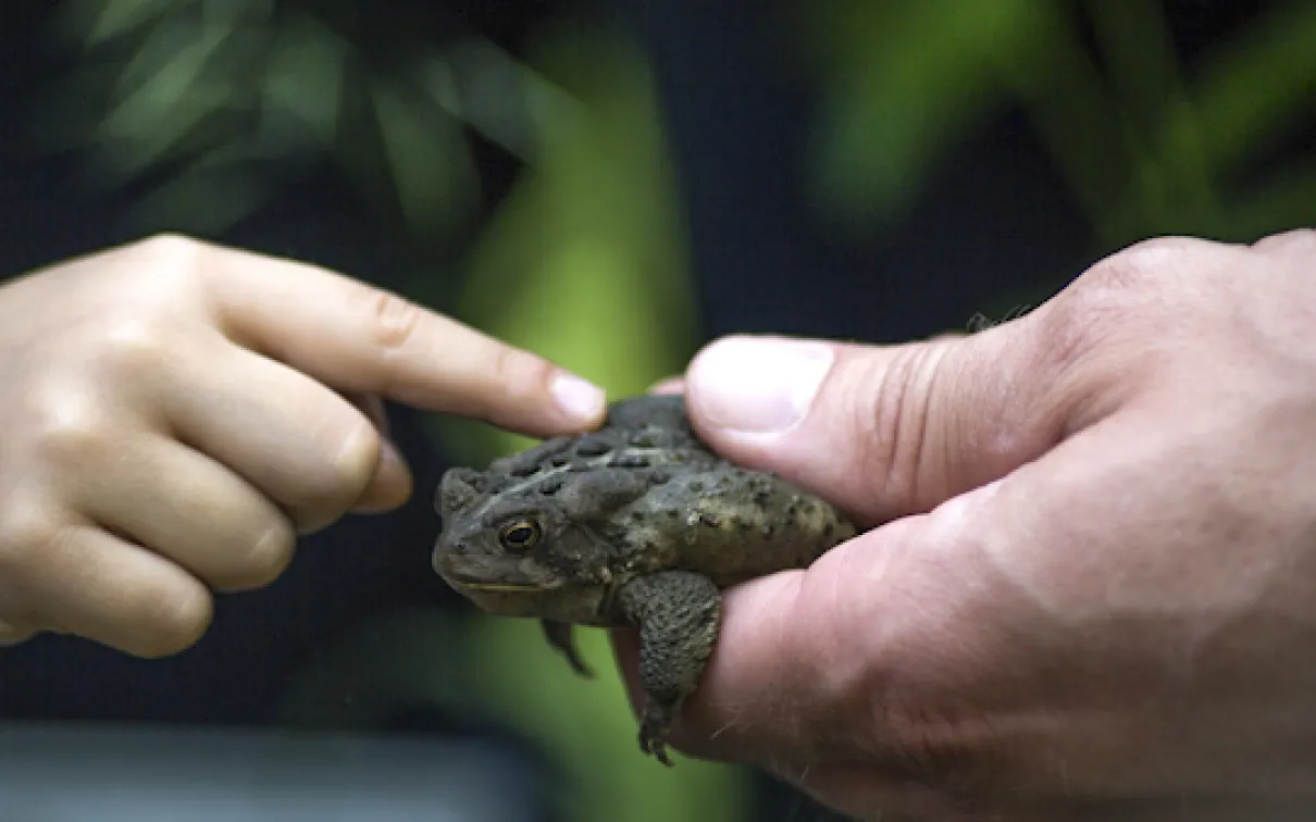 a toad sits patiently in the hand of a naturalist who holds it out for a young person to explore

