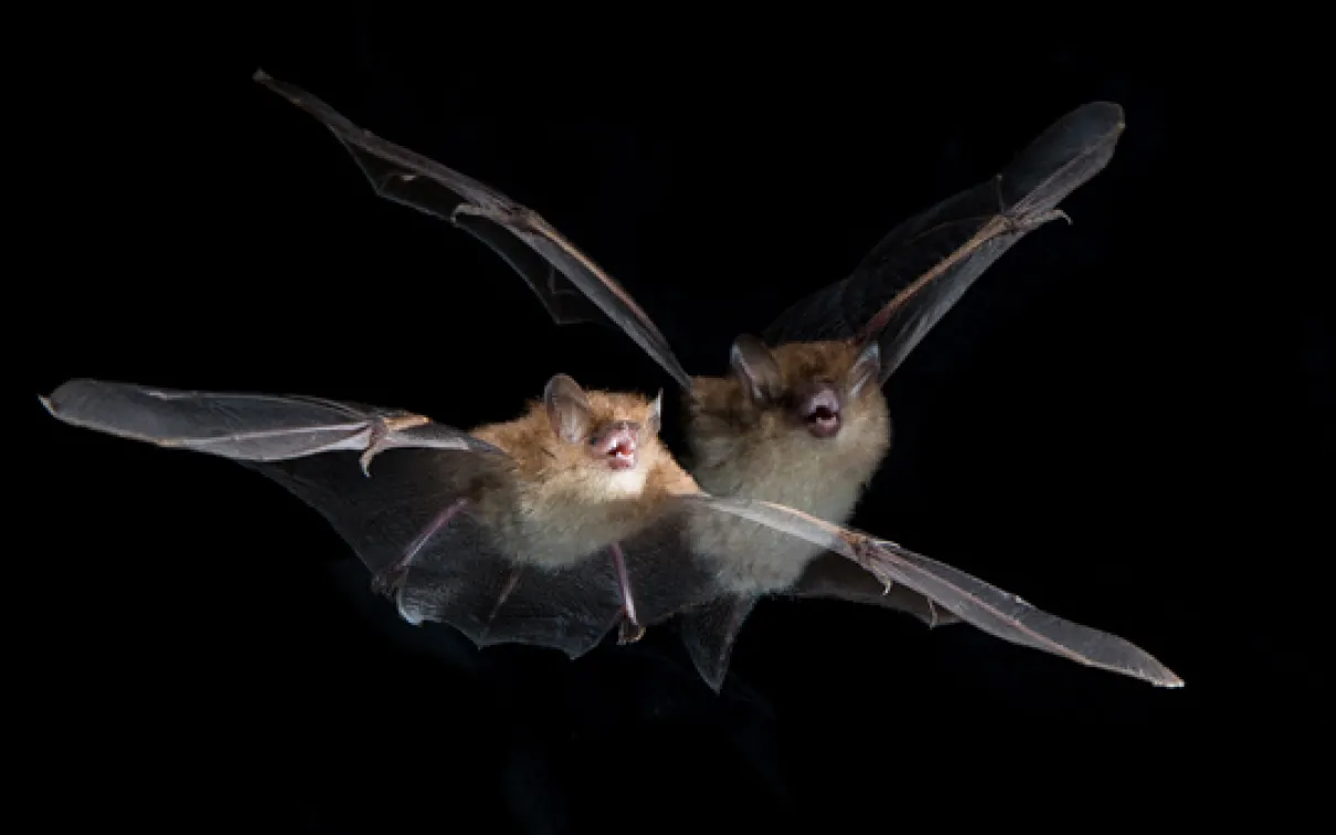 A tube-nosed bat (Murina cyclotis) in flight. Photo by Vincent Luk

