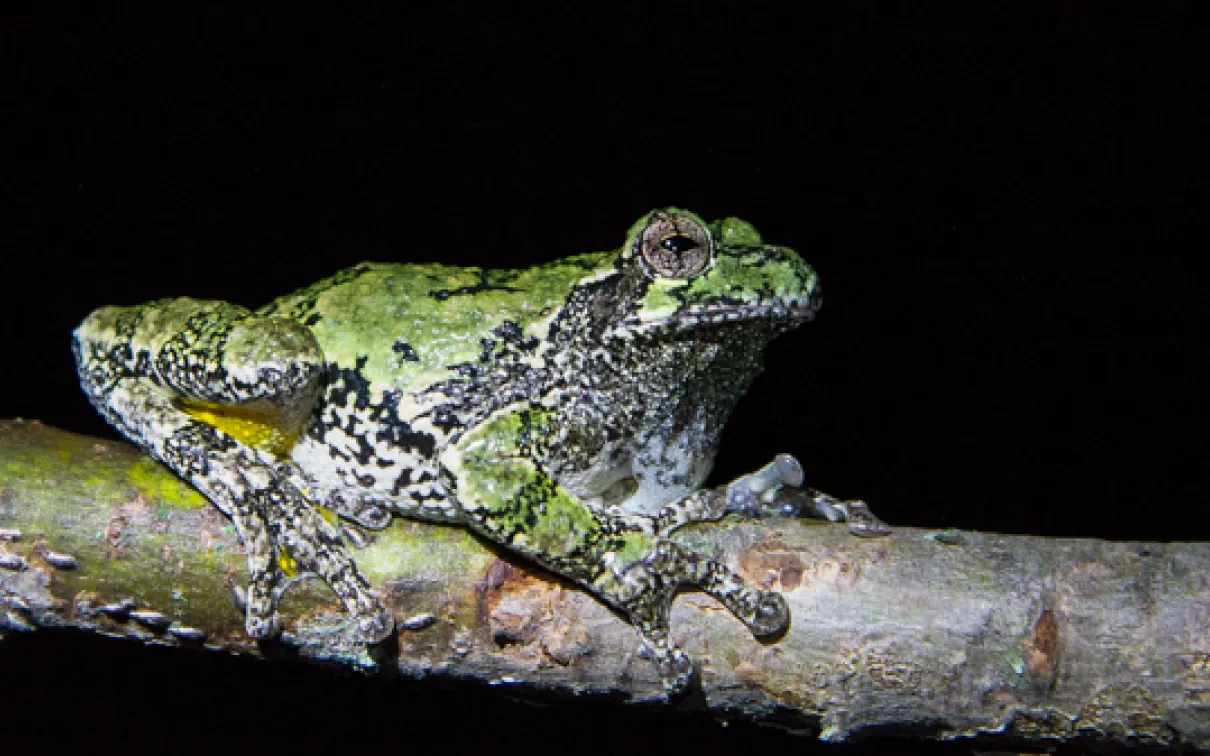 A gray treefrog (Hyla versicolor) sits on a tree branch at night. Photo by Sean de Francia
