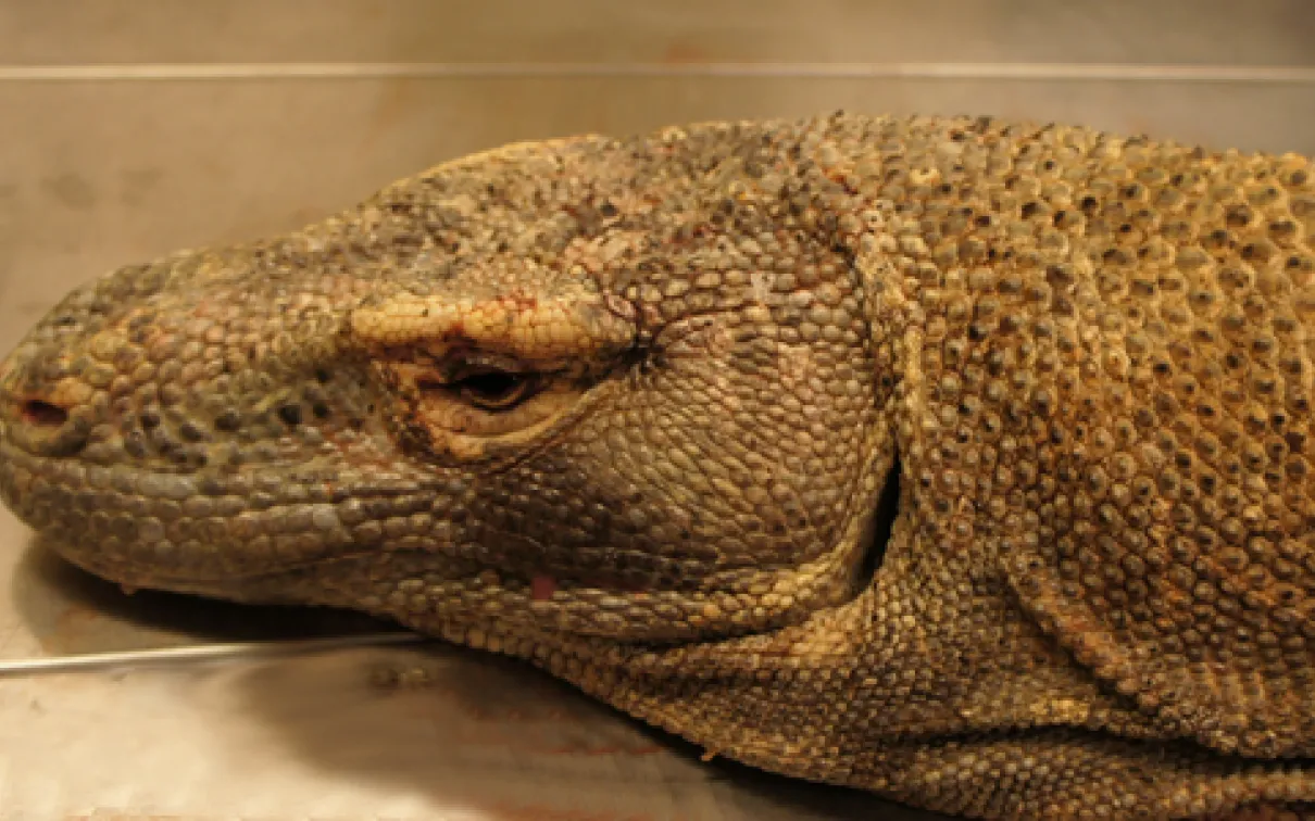 A close-up of the Komodo Dragon head before preparation of the speciman began
