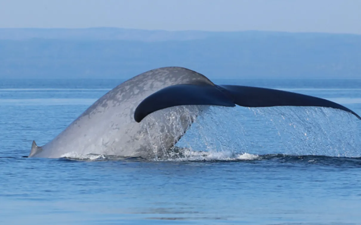 A blue whale diving into the Gulf of St Lawrence off the coast of Gaspé. Photo by René Roy
