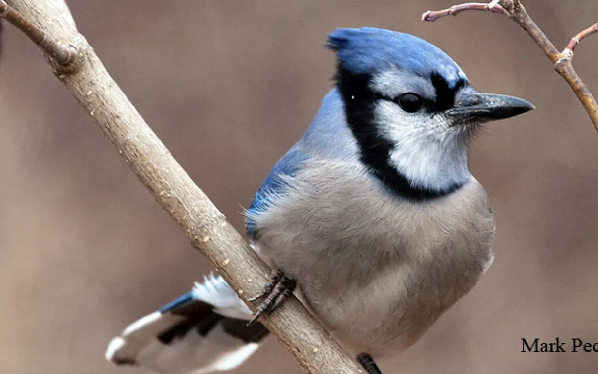 An adult blue jay rests on a branch in the winter season in Ontario. Photo by Mark Peck
