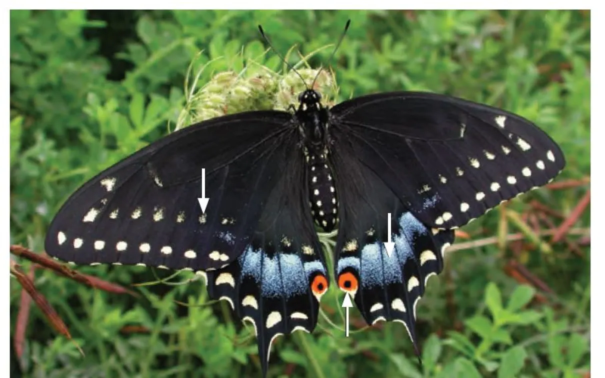 Black Swallowtail - Papilio polyxenes
