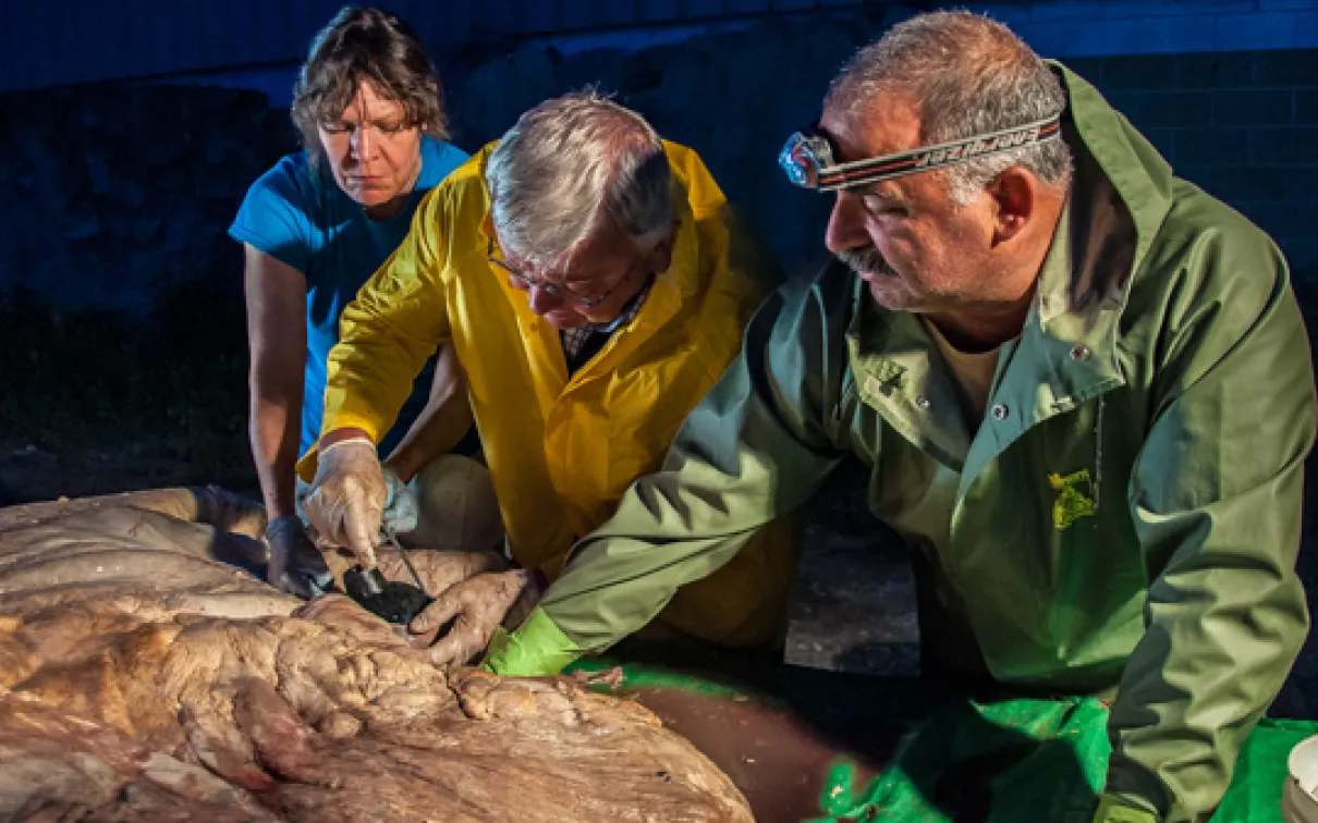 Jacqueline Miller, Robert Henry and Paul Nader putting plugs in the major vessels of the blue whale heart. Photo by Sam Rose Phillips
