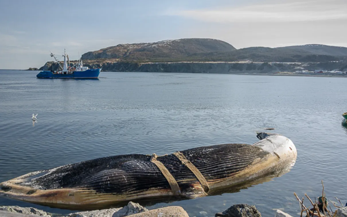 A beached blue whale on the Newfoundland coast, strapped up and ready to be  transported to Woody Point for recovery. Photo by Jacqueline C. Waters
