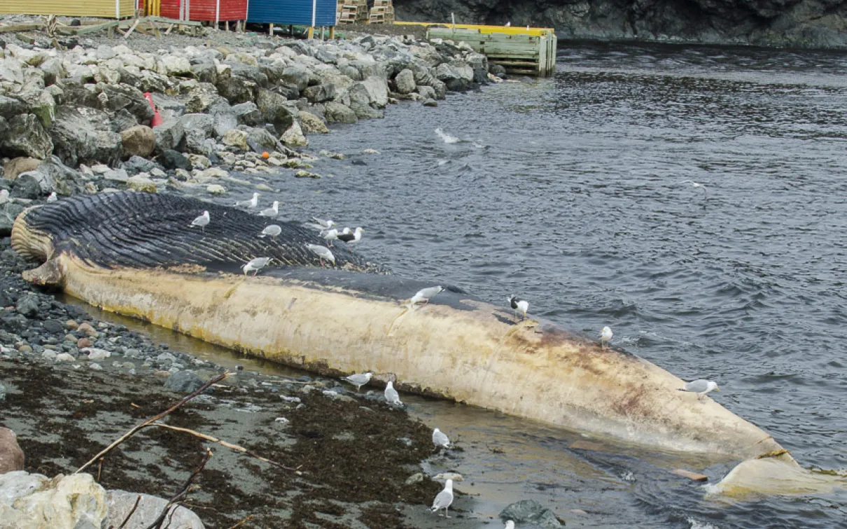 A blue whale carcass lies upside down in the water near a rocky shoreline.
